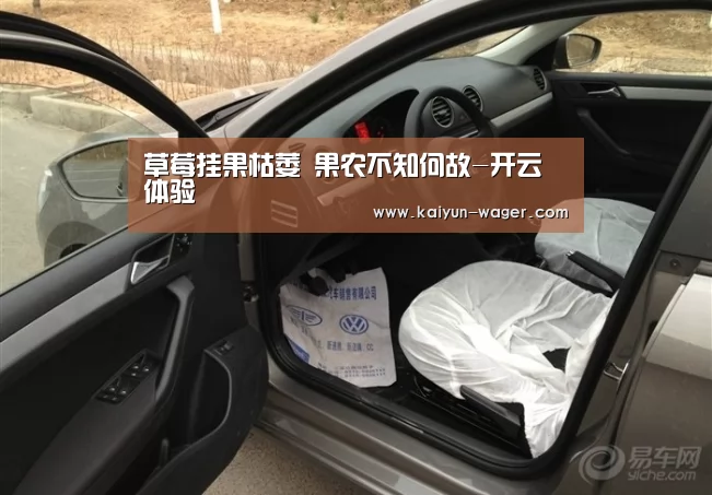 草莓挂果枯萎 果农不知何故-开云体验(图2) 开云体验