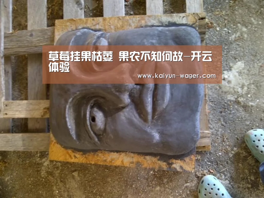 草莓挂果枯萎 果农不知何故-开云体验(图1) 开云体验